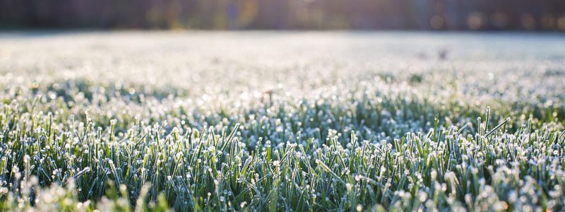 frost-on-grass-g132560e09_1920